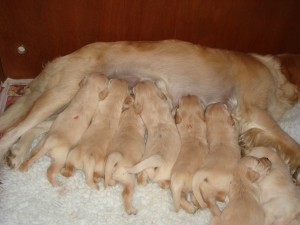 All the puppies in the litter with their mum