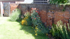 Garden in June
