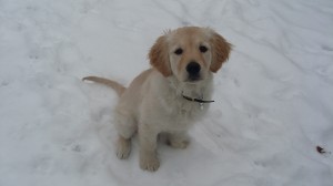 Alfie as a puppy in the snow