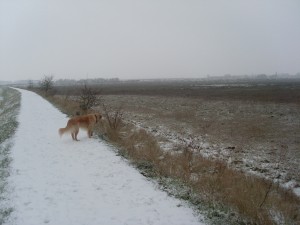 Snowy walk with Alfie
