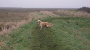 Alfie on the marshes
