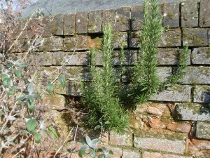 Rosemary growing out of wall