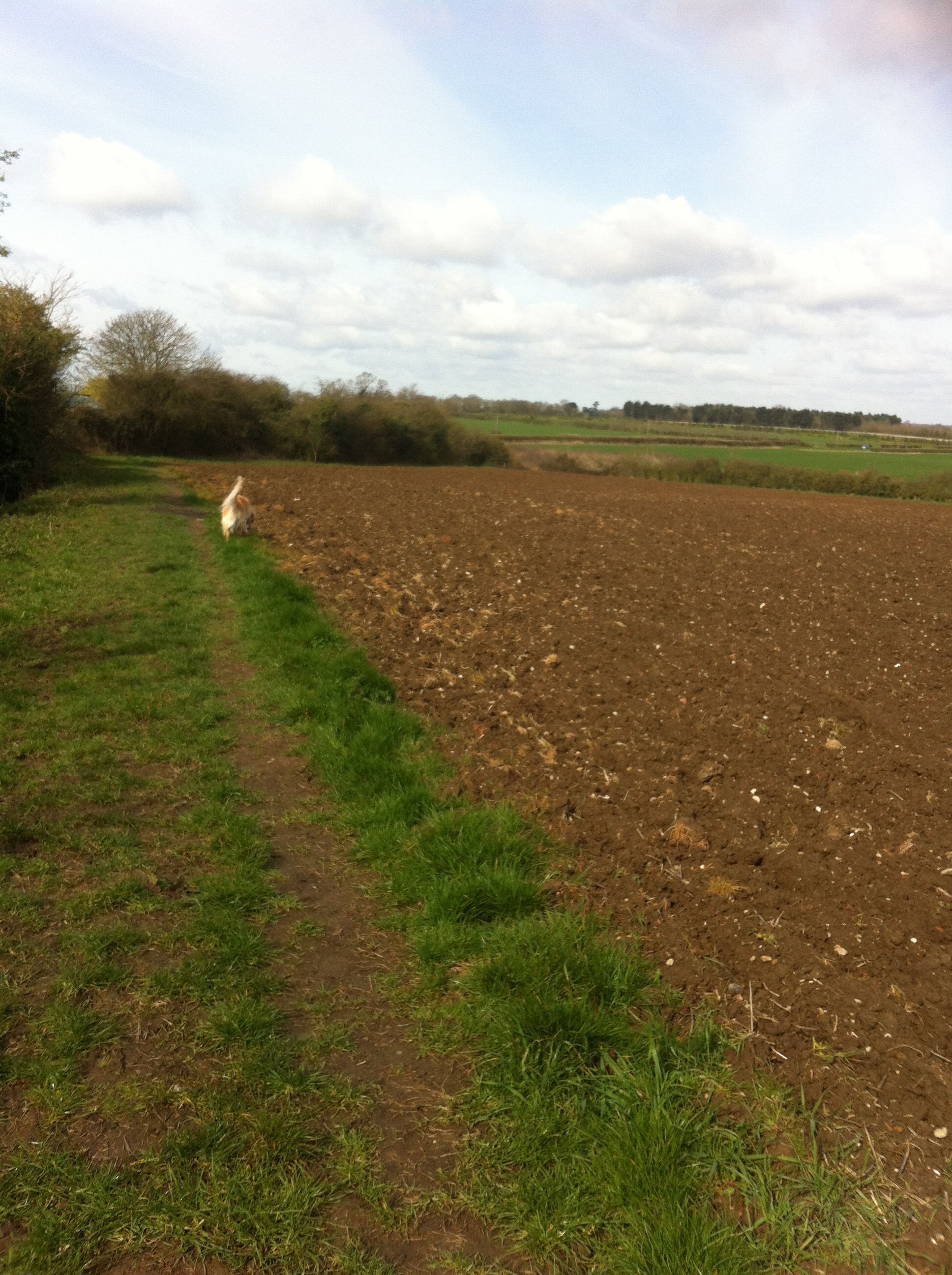 Alfie in the fields