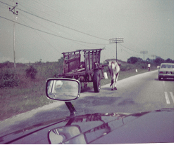 Bullock cart on road